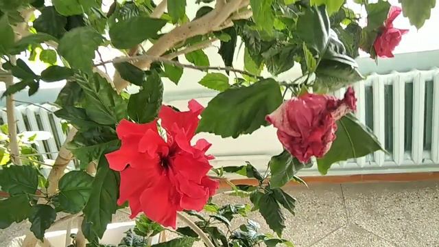 Ах,весна!Гуляем с мамой.Настя в больнице... смотреть онлайн