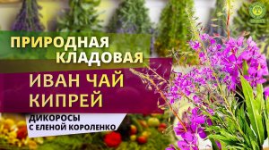 Съедобные дикоросы с Еленой Короленко. Иван чай Кипрей