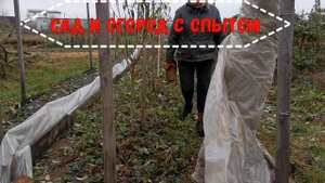 Как укрыть малину на зиму для раннего плодоношения