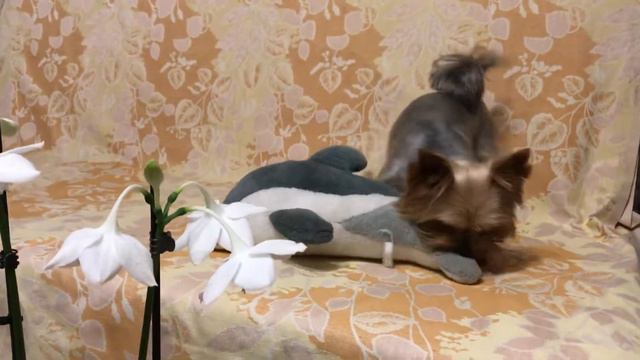 Мой антистресс -Дэнни. смотреть онлайн