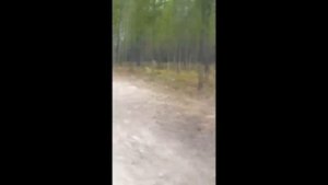ГИГАНТСКИЙ ВОЛК напал на собаку !