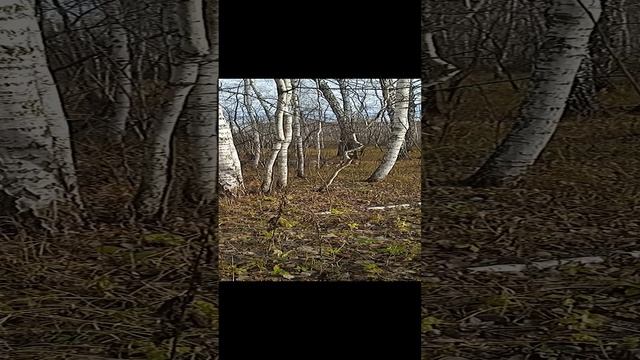 Сибирская хаски