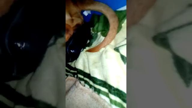 Первые роды у стаффа. смотреть онлайн