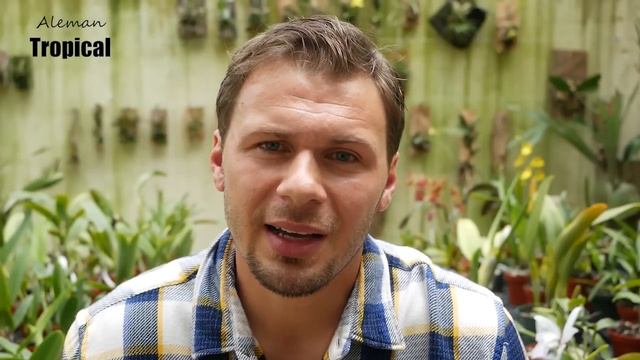 Cattleya mossiae - Orchideen Pflege leicht gemacht! смотреть онлайн