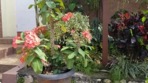 Interior Courtyard Overflowing with Tropical Plants in Jamaica