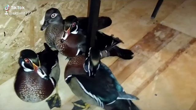 #Утки#Декоративный#mandarin# смотреть онлайн