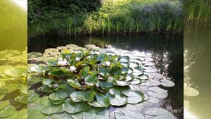 Лилии на пруду. ВОДЯНАЯ ЛИЛИЯ (КУВШИНКА, НИМФЕЯ)