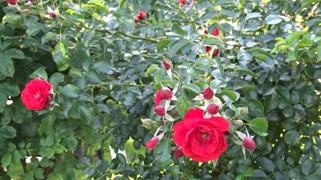 Rosa ´Sorrento´ смотреть онлайн