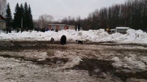 Работа пары лаек на испытаниях по медведю.