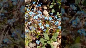 Цветам прекрасным - жизнь вечную...