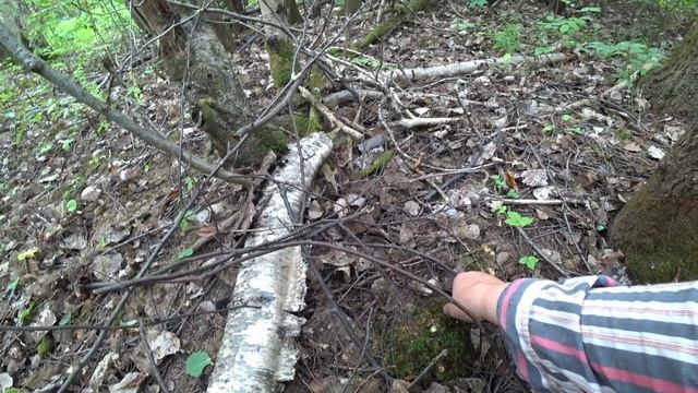 Пошли в лес за грибами и набрали лисичек. 17 июля 2023 2ч смотреть онлайн