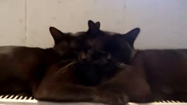 Сладкая парочка- бурма смотреть онлайн