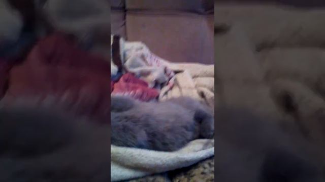 Мой малыш. Британский котенок. смотреть онлайн