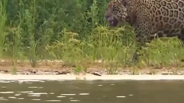 Anaconda VS Python লড়াই হলে কে জিতবে? Anaconda VS Python who will win ? লড়াই смотреть онлайн