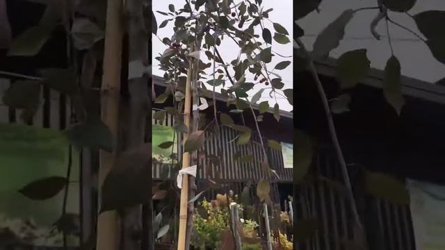 Яблоня Royal Beauty (Роял Бьюти) (плакучая фома) смотреть онлайн