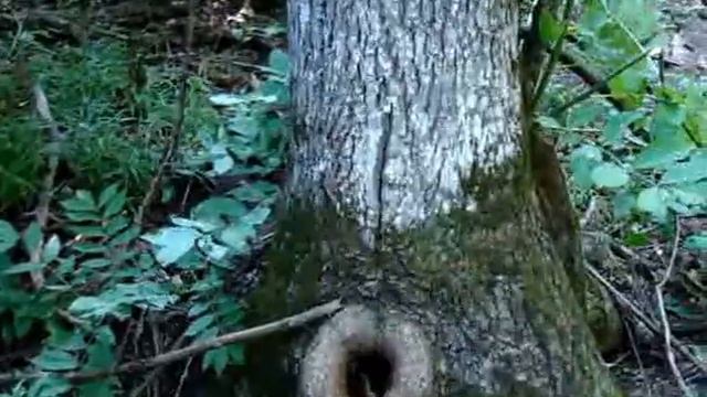 дикие пчелы в лесу смотреть онлайн