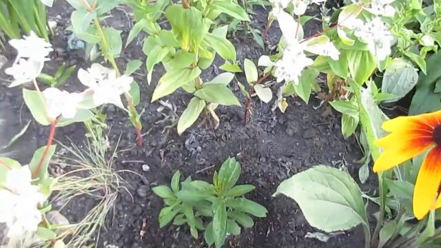 Выращивание и уход за флоксом #метельчатым.
