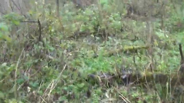 M2U00625   18 октября ср 2023 г  Родник  г  Калуга  ул.  Чистые  ключи № 17 смотреть онлайн