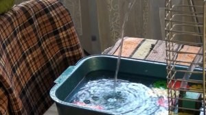 Ожереловый попугай Кузя купается