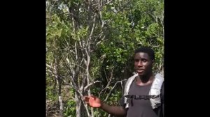 Jamaican iguanas, forest farmers