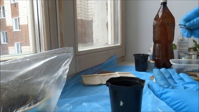 Посев ампельной петунии на рассаду: посадка семян в гранулах.