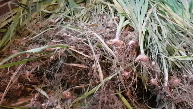 Гладиолусы Детки Уборка и хранение смотреть онлайн