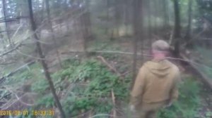 Охота на барсука, проверка нор и постановка капканов