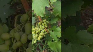 Треск винограда после ливней, начало августа