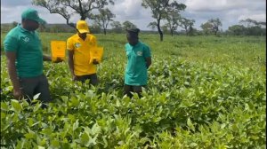 Result Applied Agrodyke Technology on Soya Bean in Savannah Region, Ghana