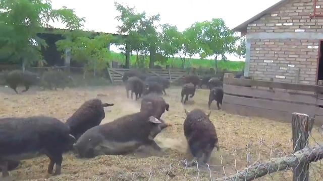 ? МОХНАТЫЕ СВИНЬИ ледникового периода ? ? ? смотреть онлайн