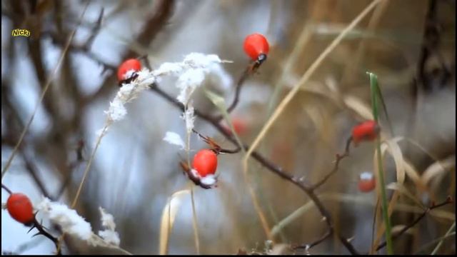 Снег идёт смотреть онлайн
