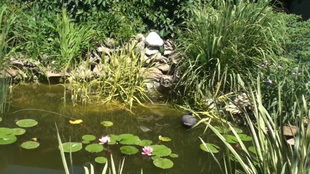 Лучшее подворье в селе Варваровка. Год спустя!