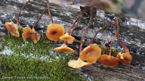 Не зимний опёнок - Ксеромфалина ясенелюбивая (Xeromphalina fraxinophila)