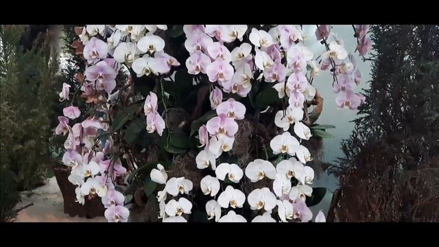 GIANT PHALAENOPSIS ORCHID/MOMMY PLANTITA смотреть онлайн