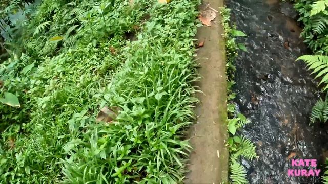 trip to the waterfall in indonesia - bali island. Magical path into the unknown смотреть онлайн