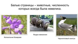 Красная книга Краснодарского края