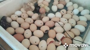Забыла включить инкубатор на 4 день инкубации. Результат.