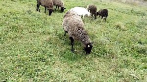 Почему Романовские овцы ?!?