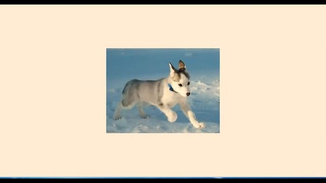 Инфекционный гепатит. Сведения о болезни "Твёрдая лапа". Бешенство смотреть онлайн