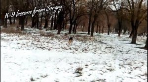 Немецкая овчарка шоу класса и рабочее разведение