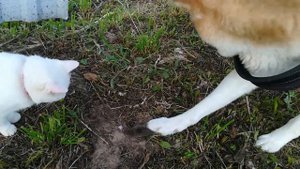 Кошка и собака Акита Ину в первый раз в жизни увидели мышь.