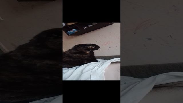 мантик кошь смотреть онлайн