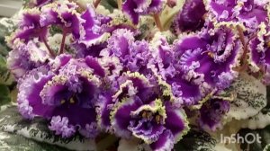 27 января 2023/НОВИНКИ/Выставка фиалок в Доме фиалок(Р)#москва#фиалки#выставка#