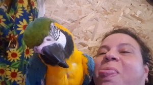 Пипка показывает язык