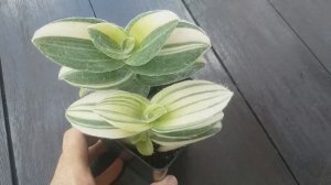 Tradescantia sillamontana VARIEGATED