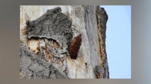 Дятел. Детям про птиц