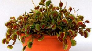 Растение венерина мухоловка — как и чем кормить