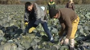 Совхоз имени Ленина, уборка капусты