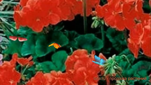 Пеларгония зональный Ред 🌿 зональный пеларгония Ред обзор: как сажать, семена пеларгонии Ред смотреть онлайн