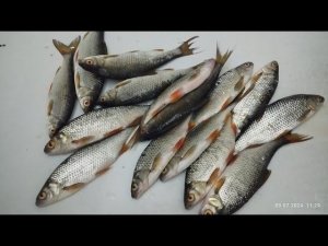 Рыбалка Таватуй 09.07.2024